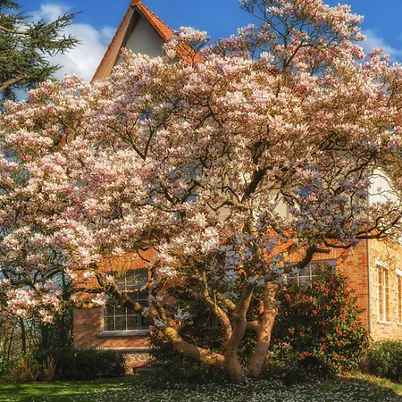 Bed and Breakfast Magnolia